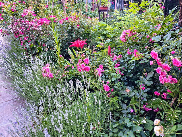 garden4.jpg