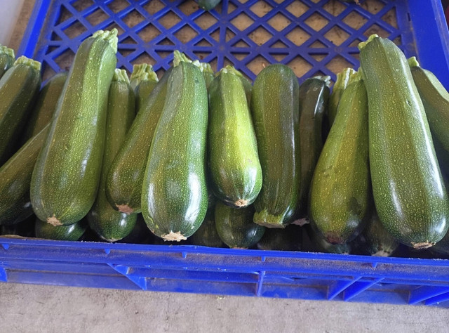 Fresh zucchini lined up in crates at DJ's Fresh Market in Appleton