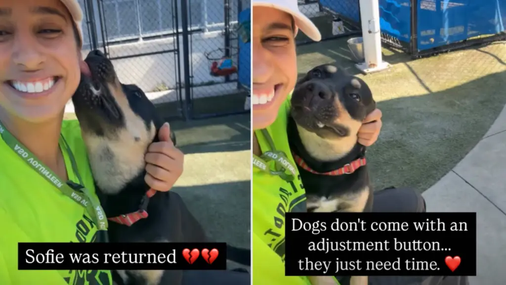 Returning to the Kennel, Sophie Still Shows Unwavering Sweetness