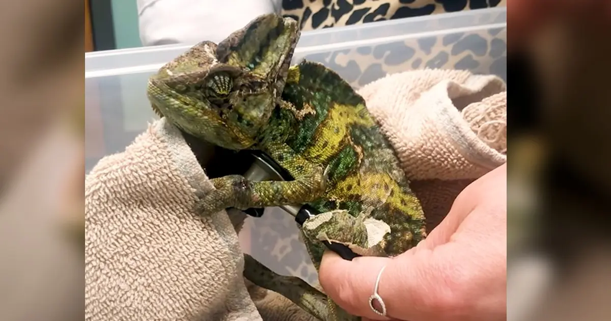 Rescued Chameleon Displays Vibrant Recovery
