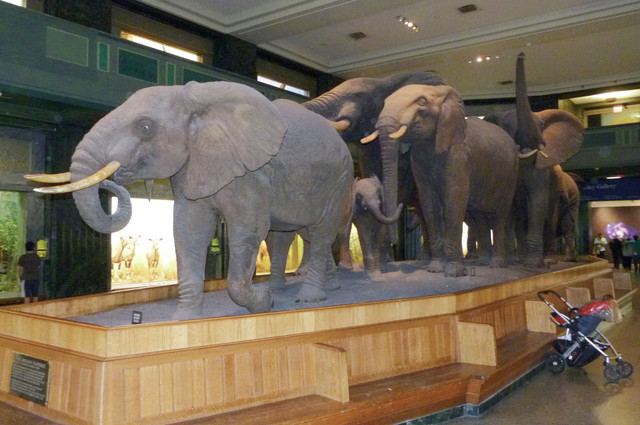 African Elephant.jpg