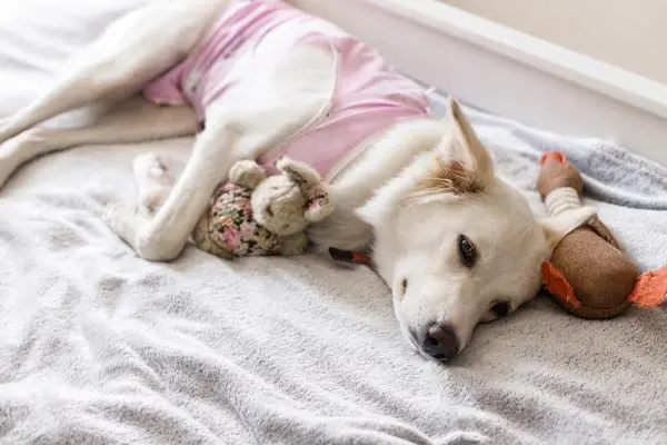 Reproductive Issues in Dogs Can Escalate Quickly