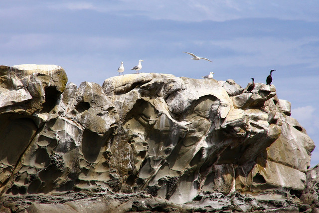 Seals-03