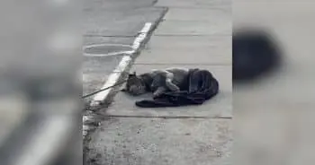 Abandoned Dog's Desperate Struggle Ends in Happy Rescue