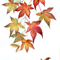 16 maplew