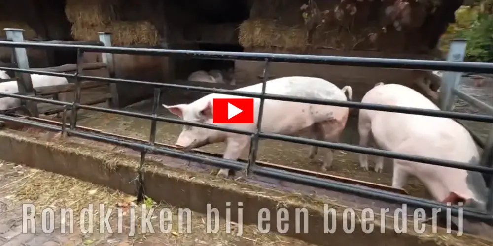 Wat eten varkens, koeien en kippen op een boerderij - www.vleeskopenbijdeboer.nl