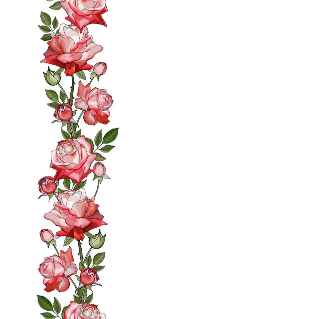 border red rose.jpg