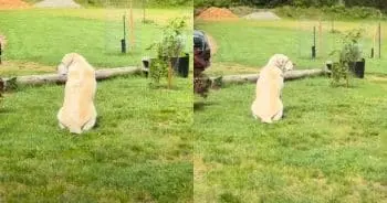 Loyal Dog Keeps Watch for Missing Cat