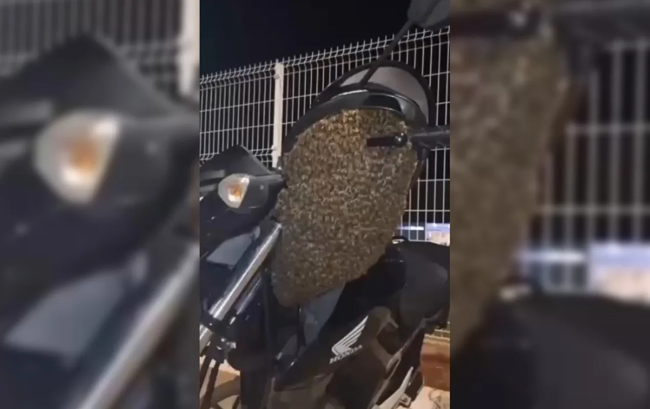 Novo Projeto