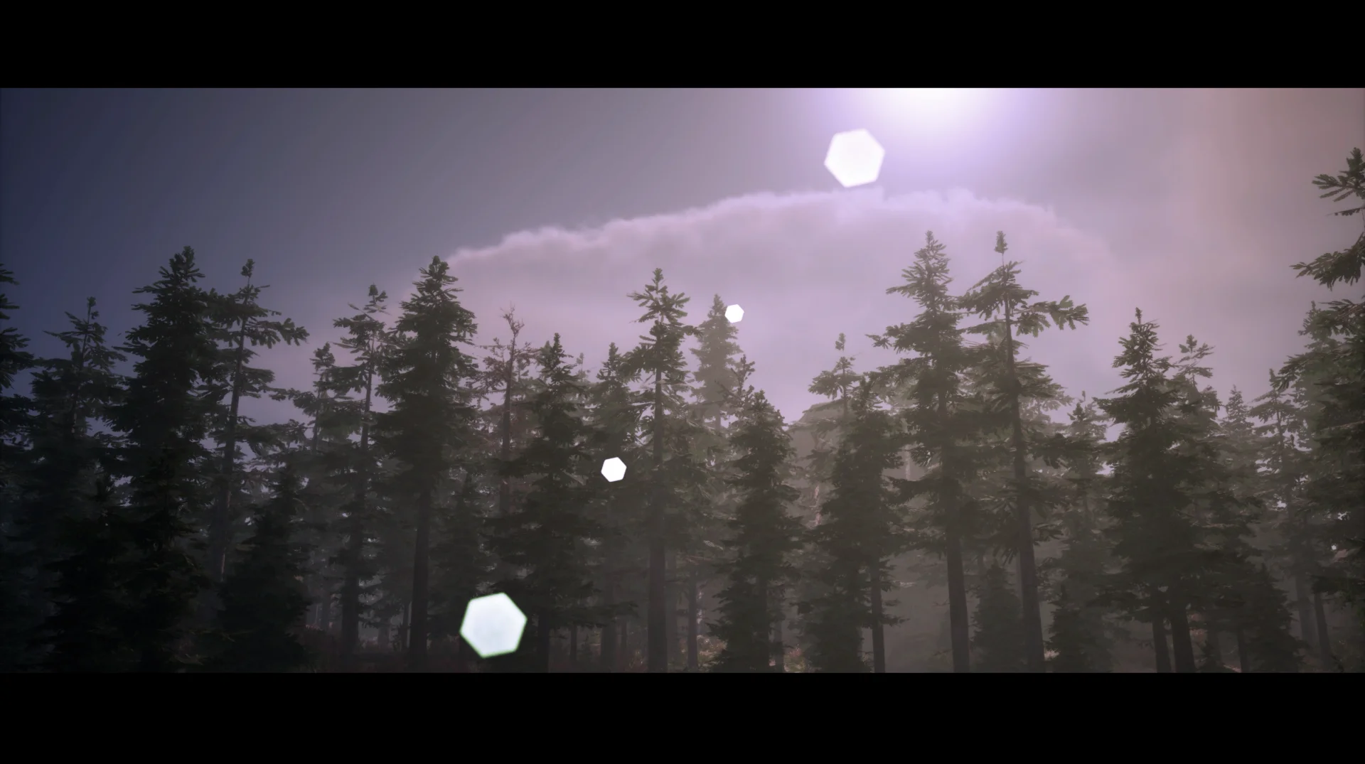 Wide Forest Shot