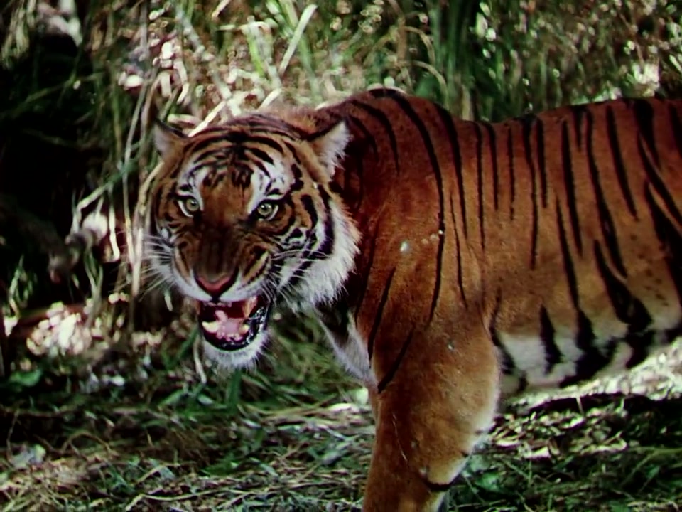 Jungle Book Screenshot