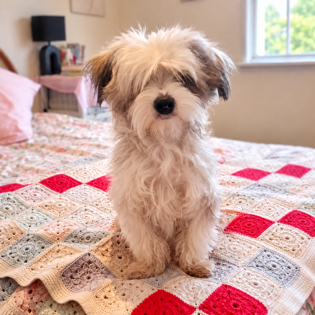 Active young male Yorkshire Terrier rescue dog Bonny sitting on a bed in Witbank