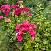 pelargonium1