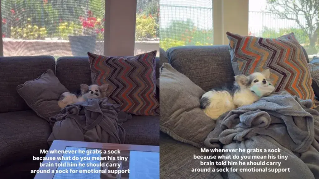 Coda the Dog Clings to Emotional Support Sock