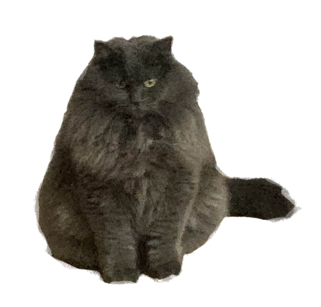 neddy