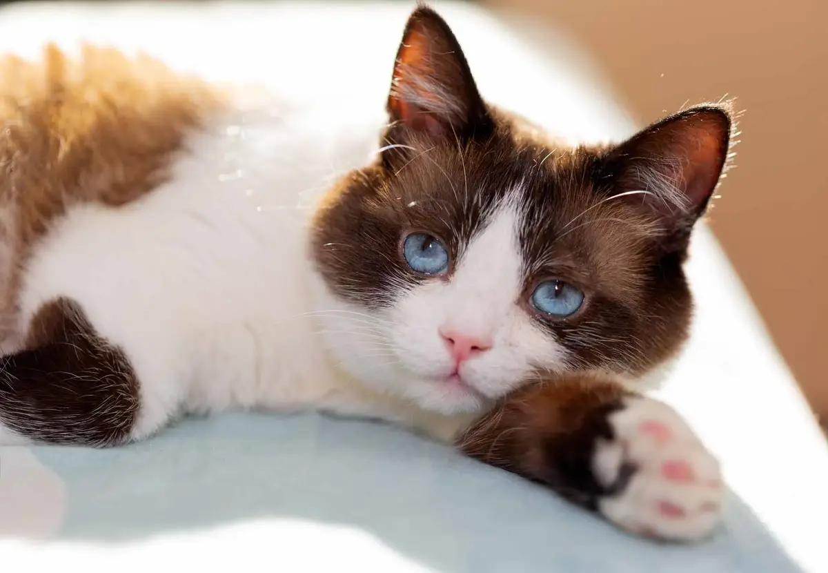 Cats Rule: 11 Power Moves That Keep Us Under Their Control