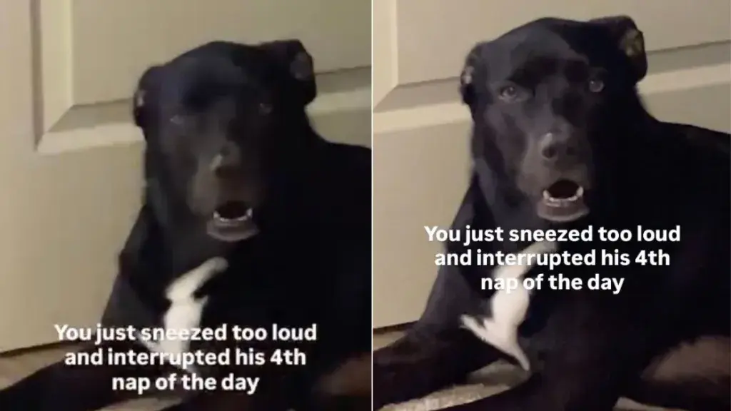 Labrador Judges Owner Hard for Interrupting Nap