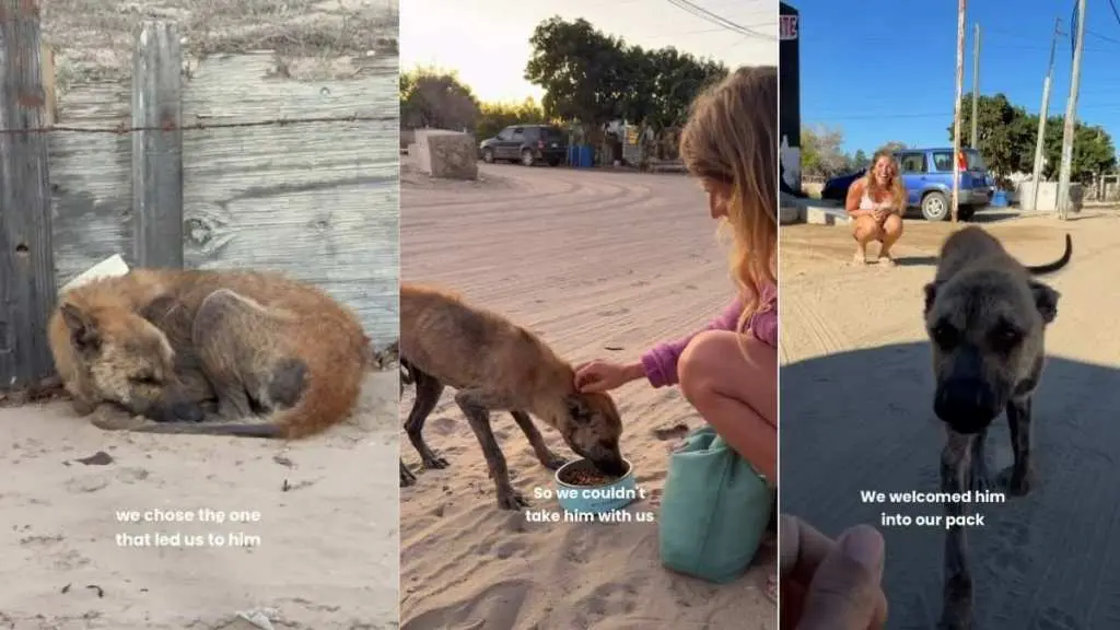 Street Dog's Life Transformed by a Kind Stranger