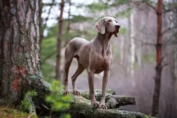 Dogs with a Passion for the Chase