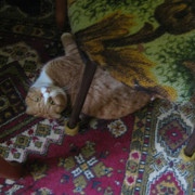 IMG-6225