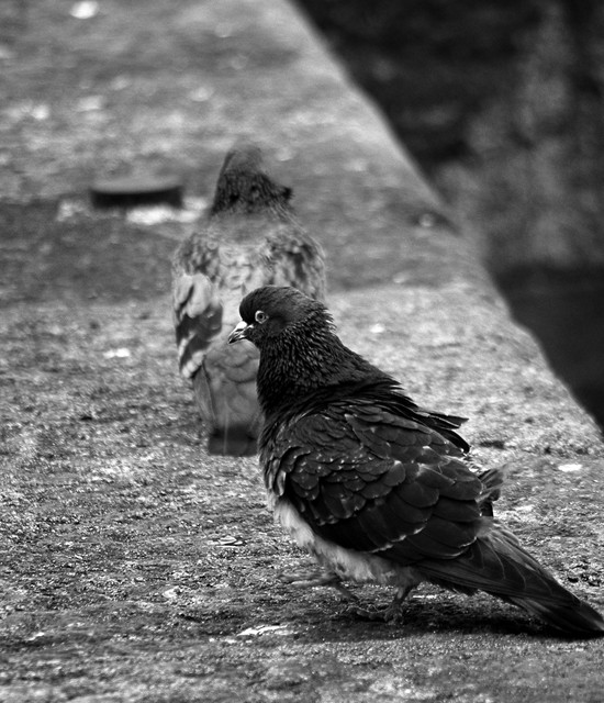 IMGP0278bw.jpg