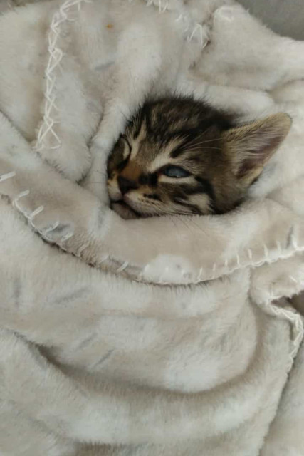 kiki-2