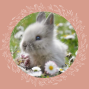 bunny2