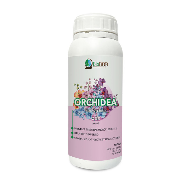 Orchidea.jpg