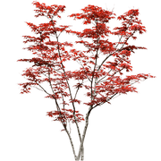 Tree11-1