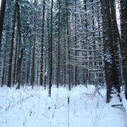 DSC00368