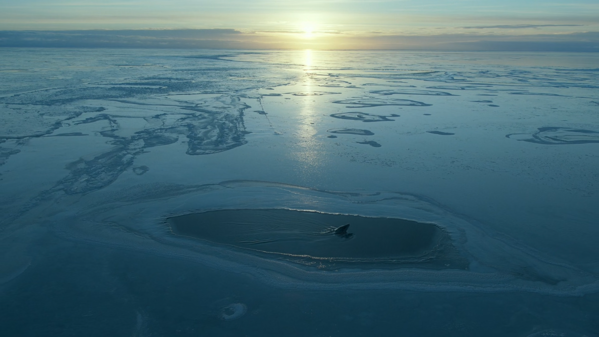 [Image: Prehistoric-Planet-2022-S02-E04-1080p-WE...46-929.png]