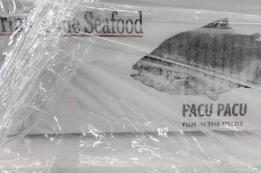 Hito: una empresa de Chaco realizó la primera exportación de pacú a Estados Unidos