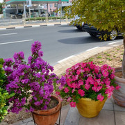 DSC-0166