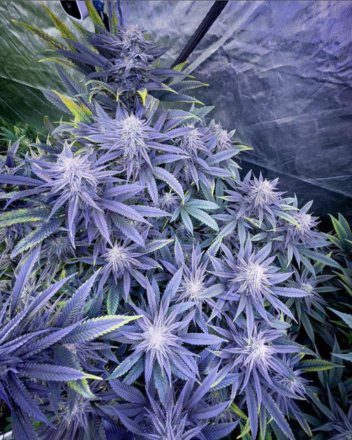 purps