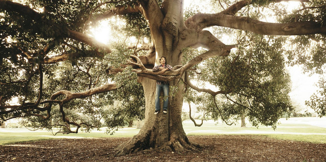 https://i.ibb.co/2SBGXGd/Arbre-copain-01.jpg