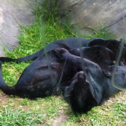 Jaguar negro