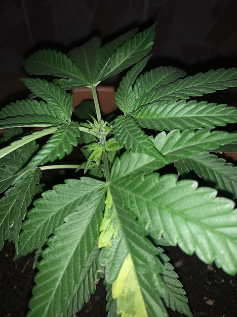 b1