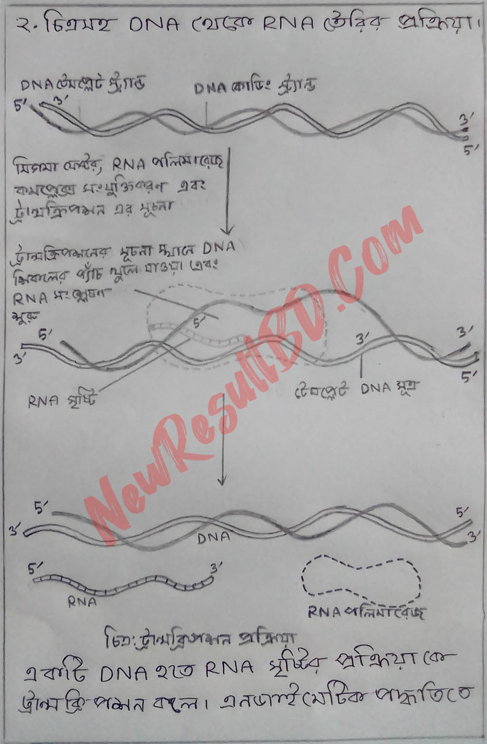 HSC Biology 5th Week Assignment 2022 Answer