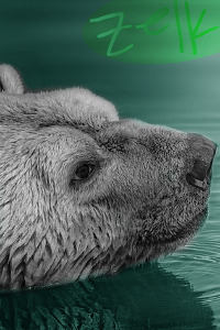 [Image: polar-bear-av.jpg]