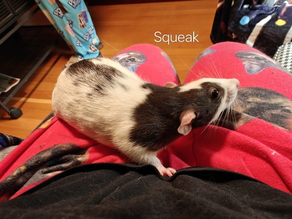 squeak (2)