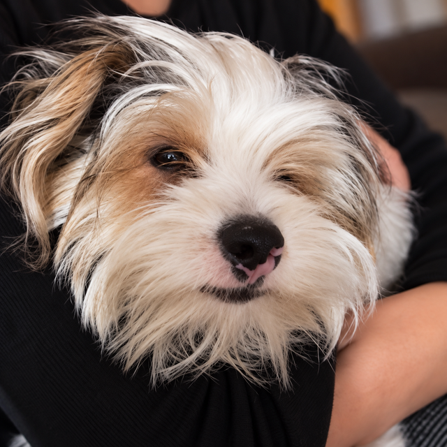 Close up photo of Dexter the affectionate young male Biewer Yorkie cuddled in his owner's arms