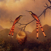 Two-Hummingbirds-with-Their-Young