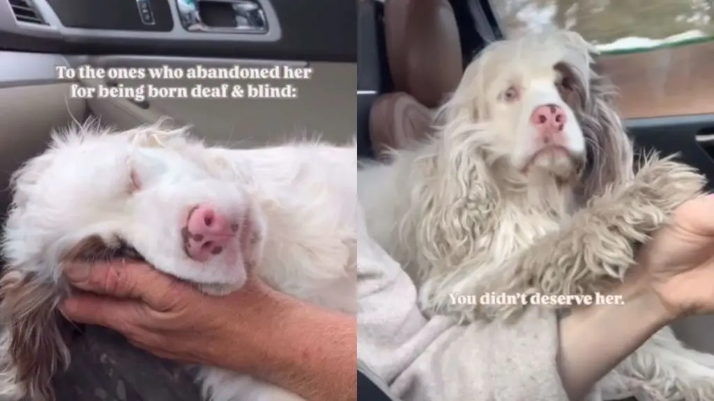 Blind Dog Finds Love After Being Abandoned