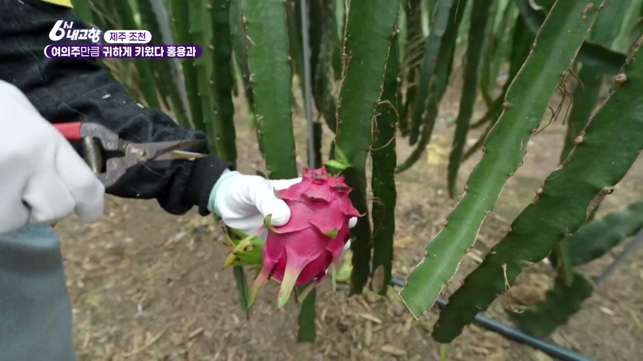 6시내고향 제주 조천 홍용과 추가 캡처 1