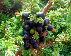 Juniperi fructus