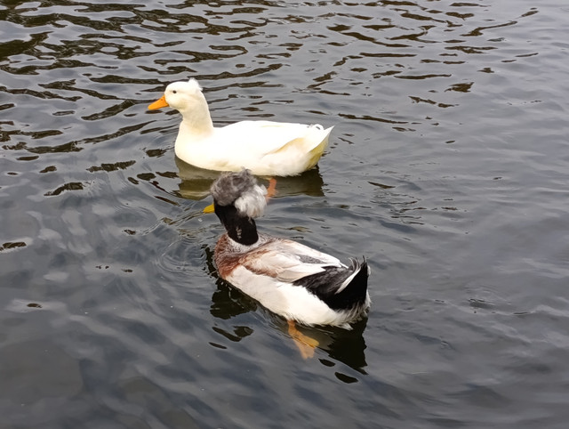 IMG-20251009-150520