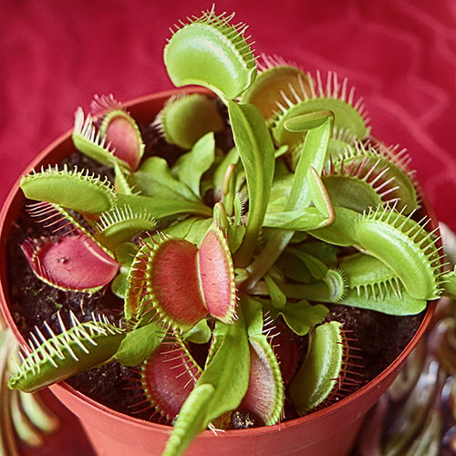 Venus-Flytrap