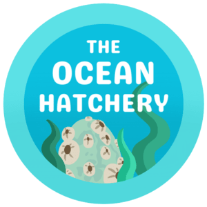 A medium turquoise button with 'The Ocean Hatchery' in a smooth white font, depicting an Unhatched Water Egg nestled within a few strands of seaweed.