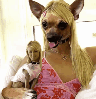 paris hilton dogs