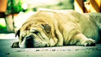 Shar Pei Itch Relief: Natural Diet Fixes That Work